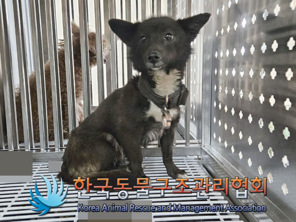 종료(안락사) 믹스…